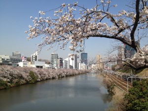 市ヶ谷のお濠の桜。満開宣言直後，桜一色でした。