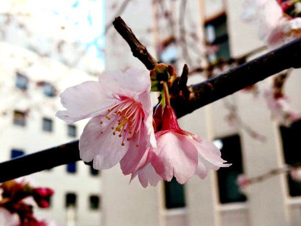 2016年2月下旬、横浜みなとみらいの桜は咲き始めていました。